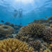 海生館舉辦「海洋中的”奧秘” 第十一屆國際海洋生物及生物科技研討會」
