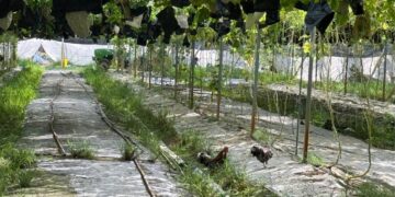清爽回甘的夏日首選-履歷白玉苦瓜