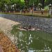 後勁溪驚現魚屍漂流疑雲起,【明察、慎勘、究詰】污染源不封案