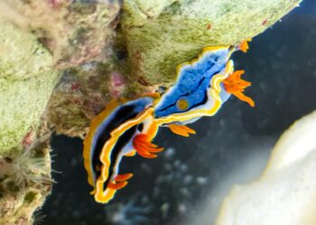 屏東海生館驚見外星生物?!暑假限定「海底珠寶」海蛞蝓繽紛亮相