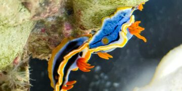屏東海生館驚見外星生物?!暑假限定「海底珠寶」海蛞蝓繽紛亮相