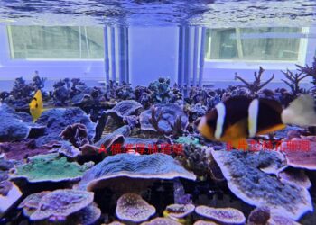 海科館首度攜手Xpark展開養殖技術成果交流　人工繁殖取代野外採集，共創海洋保育新模式！