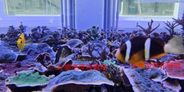 海科館首度攜手Xpark展開養殖技術成果交流　人工繁殖取代野外採集，共創海洋保育新模式！