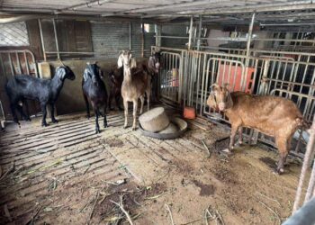 雲林首宗羊隻檢出戴奧辛超標 問題羊肉全數攔截未流入市面