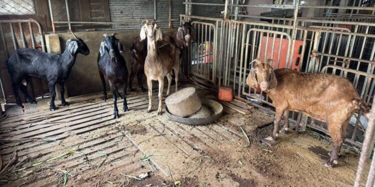 雲林首宗羊隻檢出戴奧辛超標　問題羊肉全數攔截未流入市面
