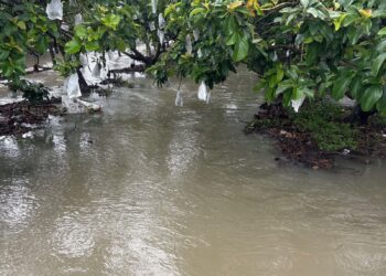 6月豪雨屏東農損累計逾1.8億　現金救助全力辦理中