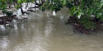 6月豪雨屏東農損累計逾1.8億 現金救助全力辦理中