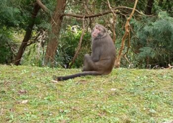 影音/中山大學柴山走路防猴練拳腳 佛光大學猴子太乖網笑稱「佛主有教」