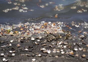 影音/連日豪雨致芳苑文蛤大量死亡  陳素月要中央速啟動天然災害救助