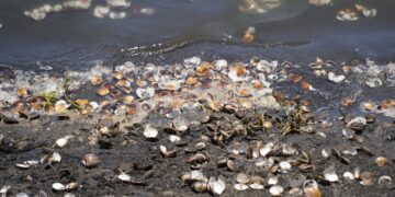 影音/連日豪雨致芳苑文蛤大量死亡  陳素月要中央速啟動天然災害救助