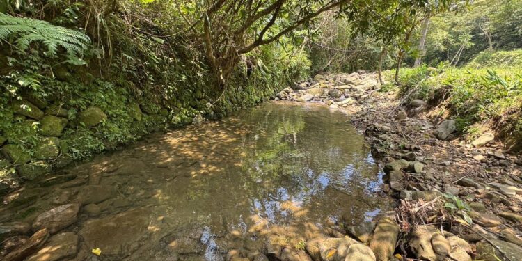 新北市北勢溪首度發現陽明山吻鰕虎族群　解開三十年溪流生態謎團