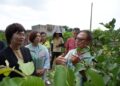 豪雨重創彰化芭樂產區 陳素月呼籲農業部速將彰化芭樂納入災害救助
