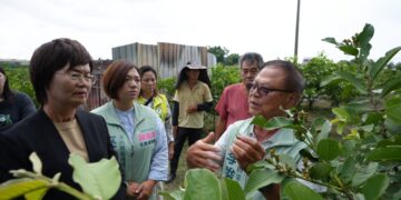 豪雨重創彰化芭樂產區 陳素月呼籲農業部速將彰化芭樂納入災害救助