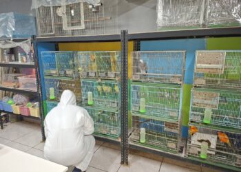 新北動保處每季監測觀賞鳥健康 攜手資深業者把關人鳥共好環境