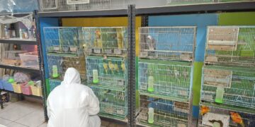 新北動保處每季監測觀賞鳥健康 攜手資深業者把關人鳥共好環境