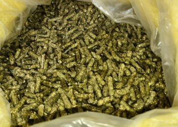 畜試所成功研發國產田菁粒狀芻料 兼具營養與價格優勢