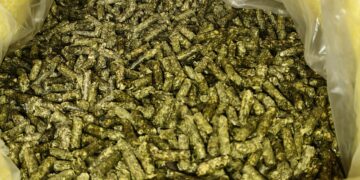畜試所成功研發國產田菁粒狀芻料 兼具營養與價格優勢