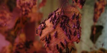 巨獸綠色科技攜手馬來西亞商Flytech跨國合作 運用AI辨識打造黑水虻智慧循環鏈