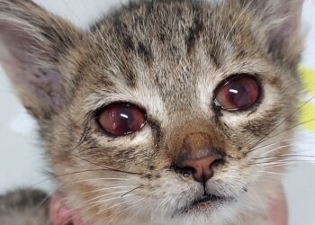 防範寵物過敏反應發生 新北市動保處舉辦免費寵物照護課程