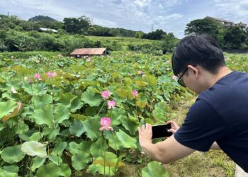 盛夏賞蓮好去處  新北市金山區六三社區邀民眾體驗田園風光