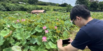 盛夏賞蓮好去處  新北市金山區六三社區邀民眾體驗田園風光