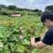 盛夏賞蓮好去處  新北市金山區六三社區邀民眾體驗田園風光
