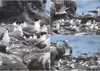 影音/這裡有鳥事/鳳頭燕鷗再現頭城大溪 獵食本領令人驚嘆