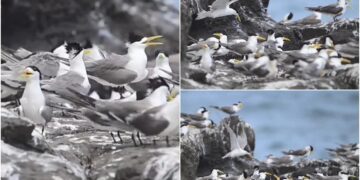 影音/這裡有鳥事/鳳頭燕鷗再現頭城大溪 獵食本領令人驚嘆