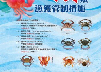 新北市漁業處提醒8月起禁捕抱卵母蟹 違者最高可處15萬元罰鍰