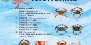 新北市漁業處提醒8月起禁捕抱卵母蟹 違者最高可處15萬元罰鍰