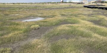 親近潮間帶生命力!走進國家級高美濕地 日夜間導覽帶民眾守護生態