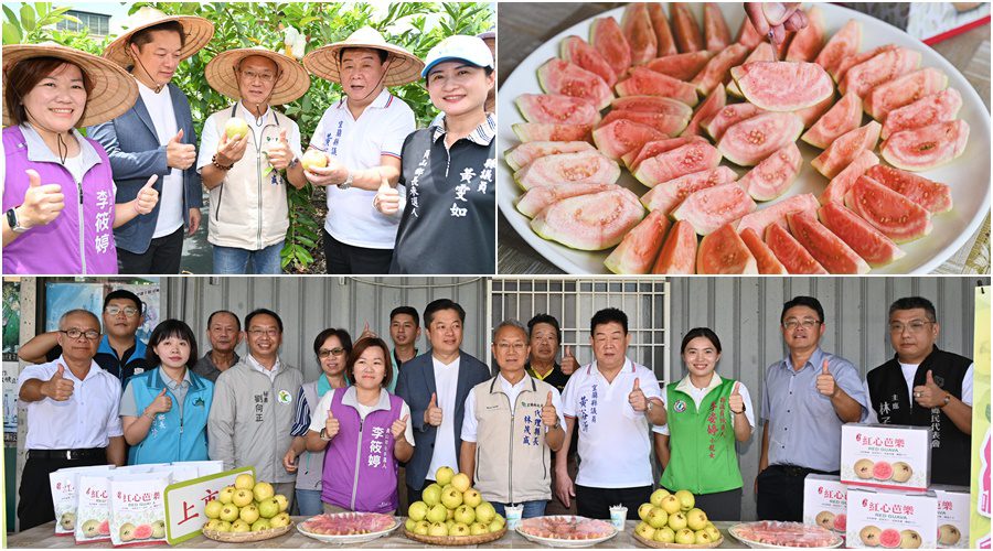 正宗吃軟不吃硬 員山紅心芭樂飄香上市