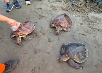 漁網纏繞3隻保育海龜　海巡趕赴沙洲剪網救援