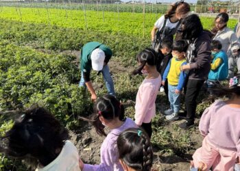 雲林馬光國小推動食農教育有成 勇奪國產雜糧食農教案優選
