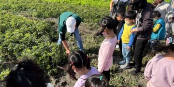 雲林馬光國小推動食農教育有成 勇奪國產雜糧食農教案優選