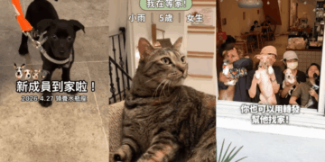 「浪浪別哭」經營十一載透過TikTok短影音分享救援故事 成功協助兩千隻毛孩找到新家