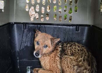 新北坪林獨居飼主離世遺留13隻愛犬 動保處介入安置並籲及早規劃寵物未來