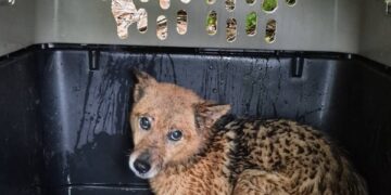 新北坪林獨居飼主離世遺留13隻愛犬　動保處介入安置並籲及早規劃寵物未來