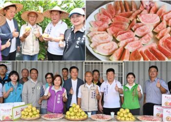正宗吃軟不吃硬 員山紅心芭樂飄香上市
