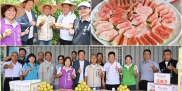 正宗吃軟不吃硬　員山紅心芭樂飄香上市