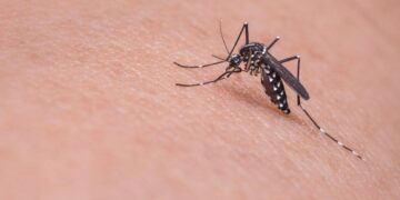 國內增8例「登革熱」境外移入 3人赴柬埔寨群聚感染