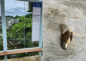 防範野鳥撞擊透明玻璃 新北潭之鄉公車亭率先進行防撞改造