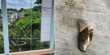 防範野鳥撞擊透明玻璃　新北潭之鄉公車亭率先進行防撞改造