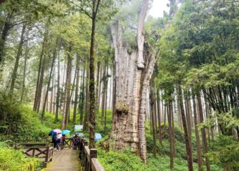 中秋連假免開車遊阿里山 輕鬆享受兩天一夜山林之旅