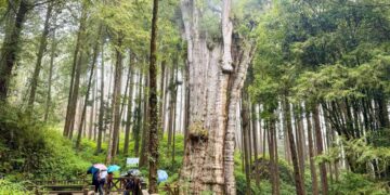 中秋連假免開車遊阿里山 輕鬆享受兩天一夜山林之旅