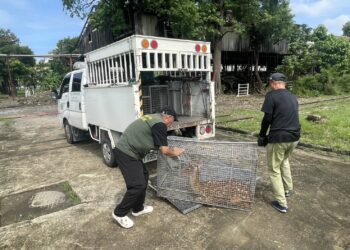 梅花鹿深夜闖道路!高雄前鎮警積極追蹤守護交通 助飼主成功誘捕化解危機