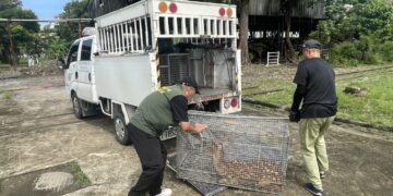 梅花鹿深夜闖道路!高雄前鎮警積極追蹤守護交通 助飼主成功誘捕化解危機