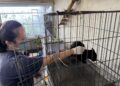 曾歷車禍截肢  新北黑貓哈利波特卸下心防等待溫暖認養家庭