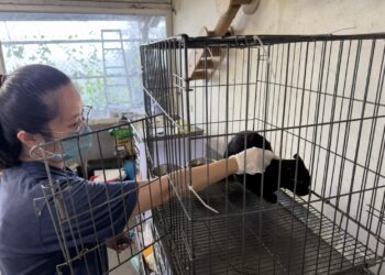 曾歷車禍截肢 新北黑貓哈利波特卸下心防等待溫暖認養家庭