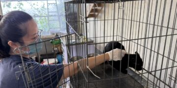 曾歷車禍截肢  新北黑貓哈利波特卸下心防等待溫暖認養家庭